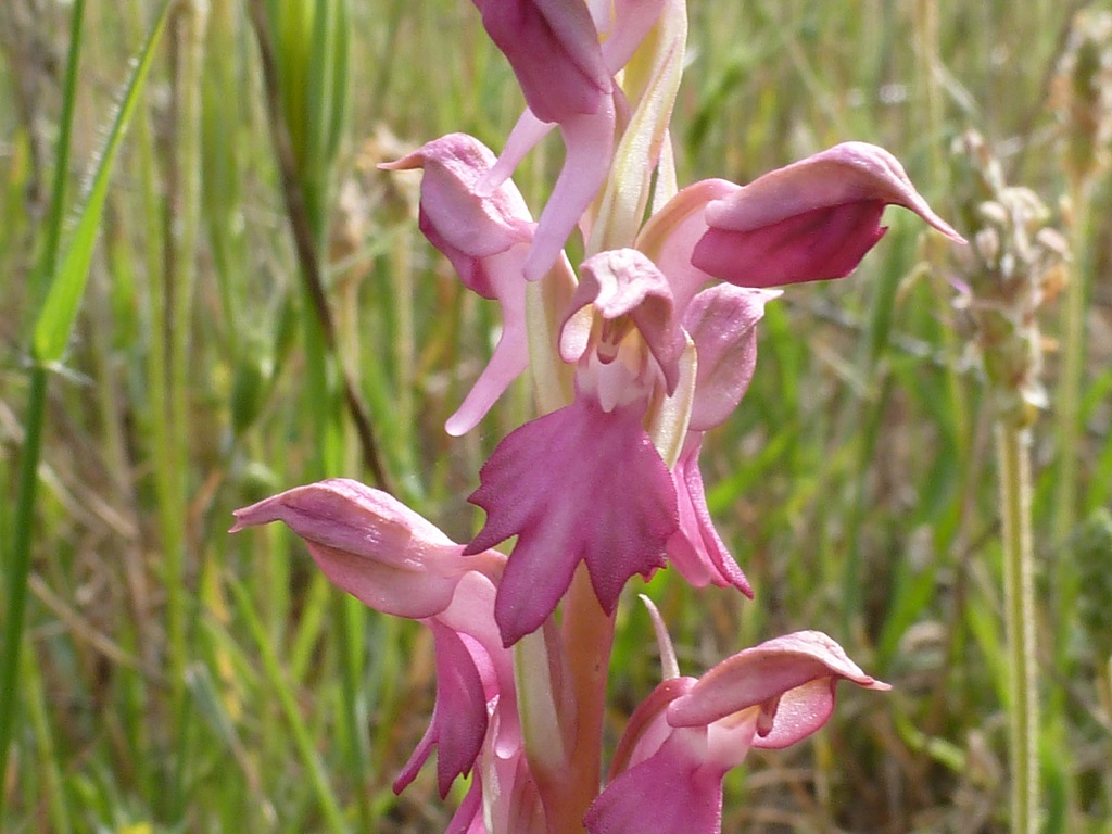 Orchidee Rhodos