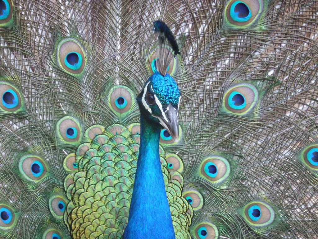Peacock at Filerimoshill Rhodes