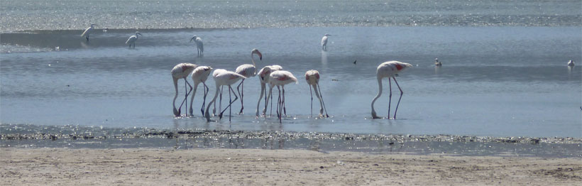 Flamingo's auf Kos