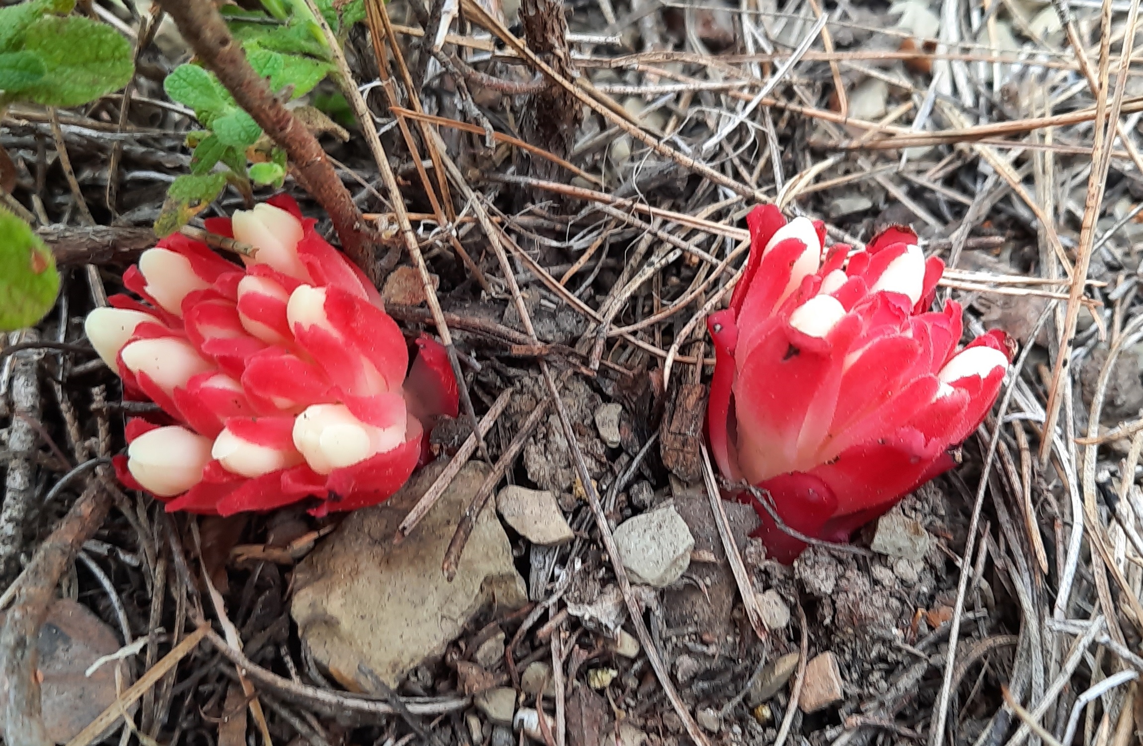 Cytinus ruber